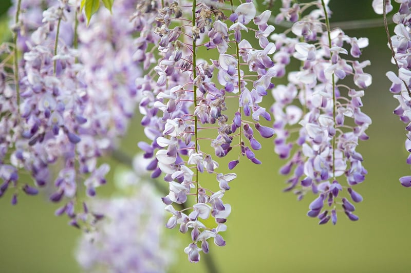 Hanging gardens